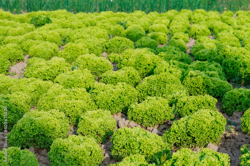 Green leaf lettuce on garden bed in vegetable field. Fresh lettuce leaves. Green leaf lettuce on garden bed in vegetable field. Fresh lettuce leaves.