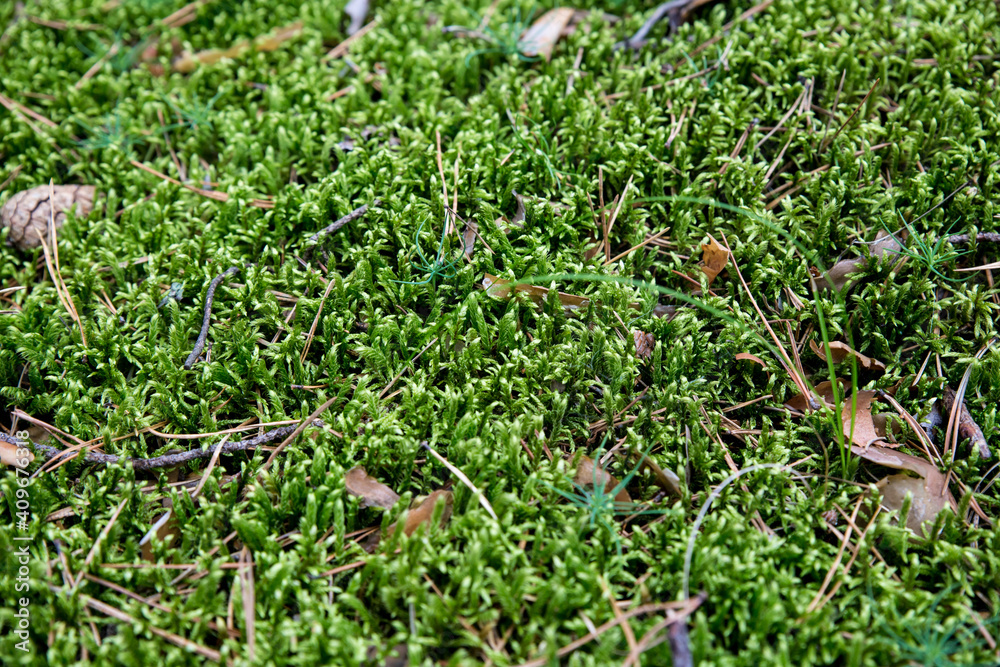 Forest green natural background. Texture of forest green sphagnum moss top view.