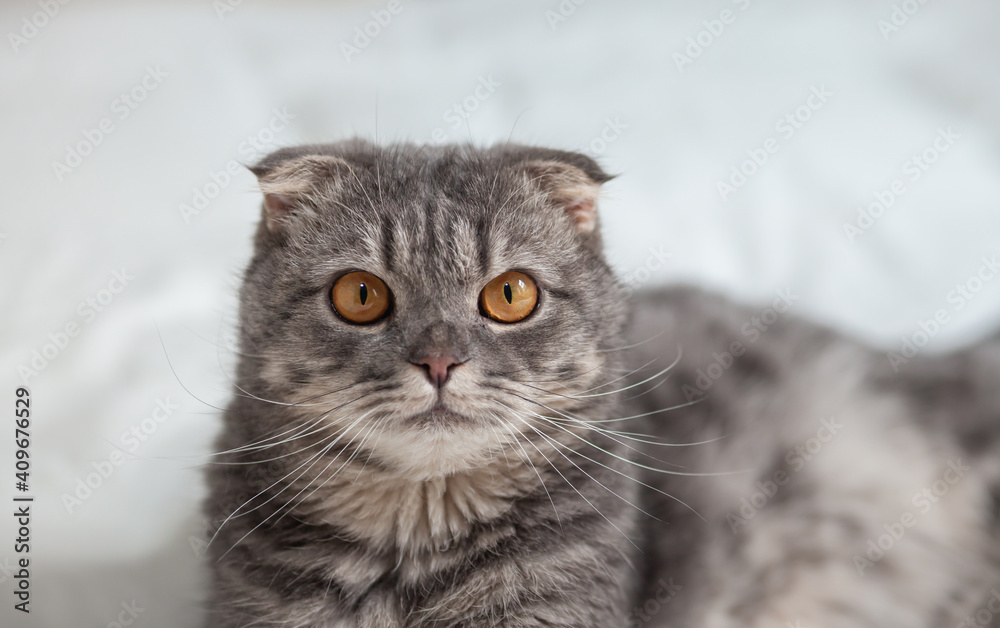 Portrait of Cats comfortable on the bed . Scottish Fold Cats purebred cute ginger kitten pet is feeling happy. love to animals pet concept.