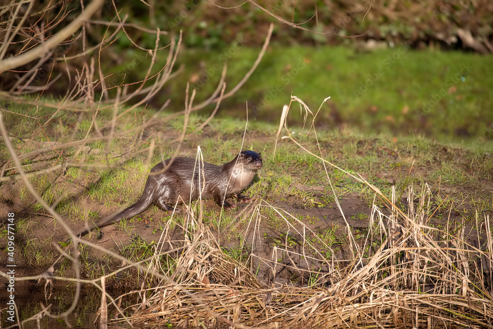 Common otter, lutra lutra, adult standing on a green river bank during winter in scotland.