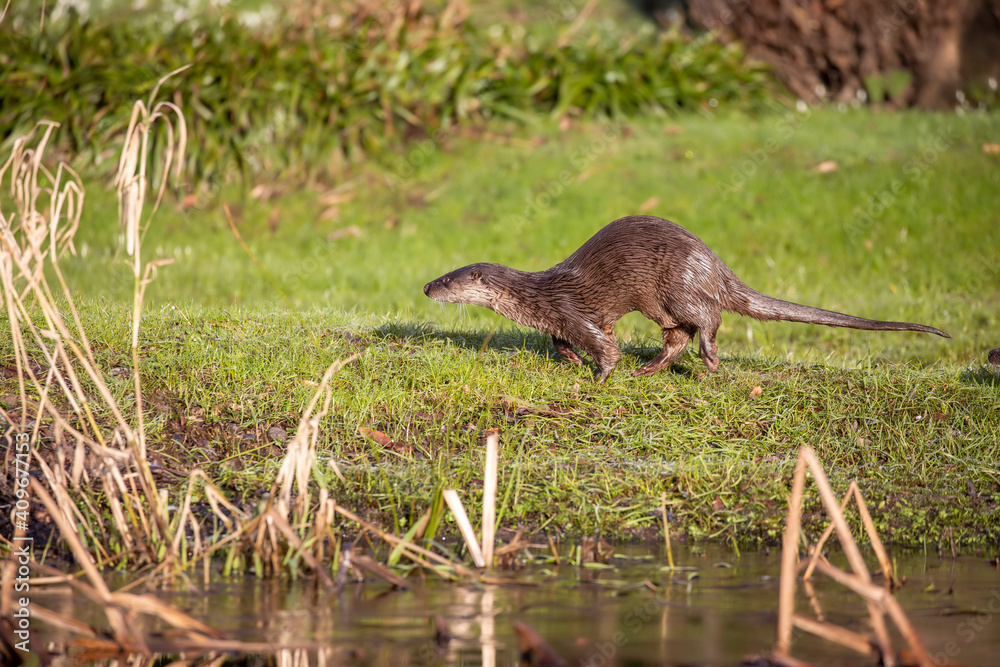 Common otter, lutra lutra, adult standing on a green river bank during winter in scotland.