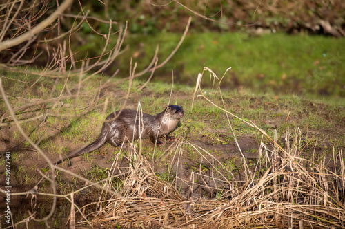 Obraz na płótnie Common otter, lutra lutra, adult standing on a green river bank during winter in scotland. w salonie
