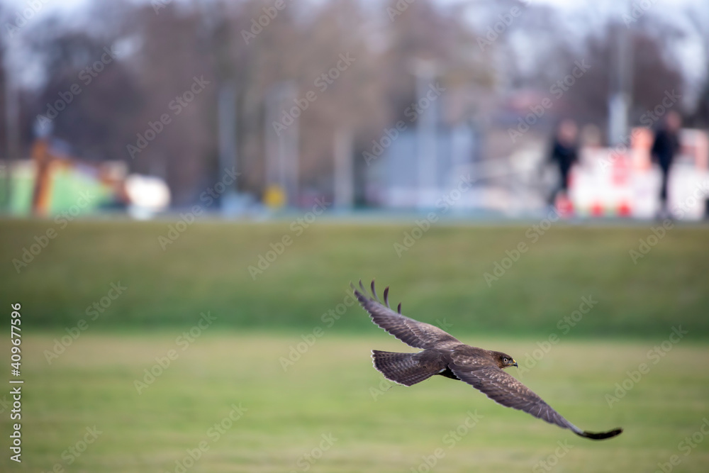 Common buzzard, Buteo buteo, inflight gliding away from camera low to ground with field and town background.