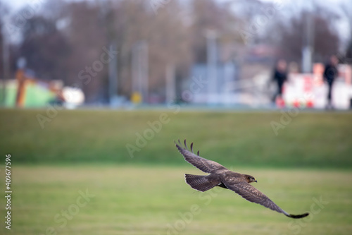 Obraz na płótnie Common buzzard, Buteo buteo, inflight gliding away from camera low to ground with field and town background. w salonie
