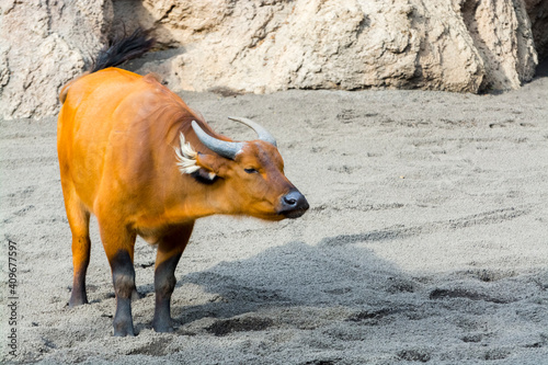 African forest buffalo is standing in a sandy enclosure photo