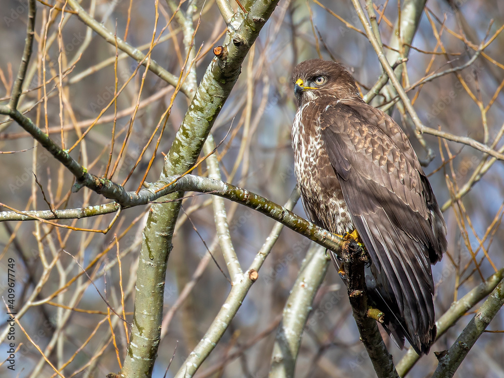 Common buzzard, Buteo buteo, close up perched within a tree with branches and twigs background taken during winter in scotland.