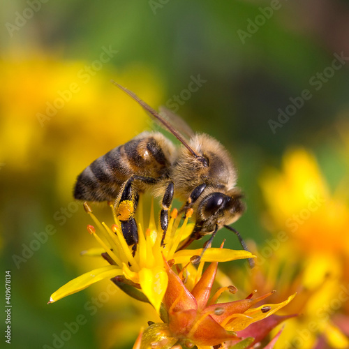 A honey bee collecting pollen on yellow flower. Close up macro