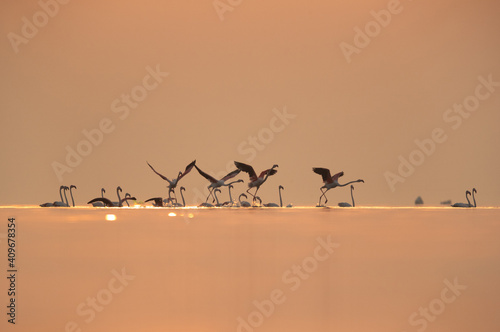 Greater Flamingos takeoff during sunrise at Asker coast of Bahrain