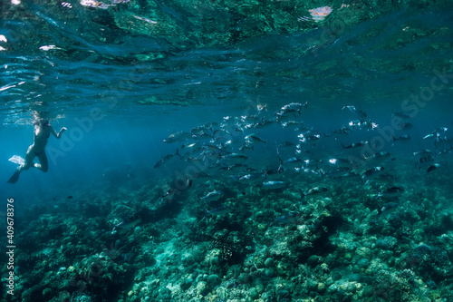 School of tuna fish and woman snorkeling in transparent ocean