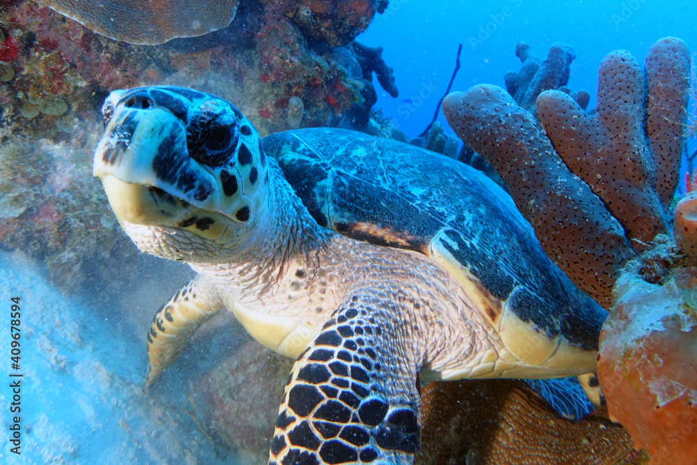 Fototapeta premium caribbean, diving, under water, 