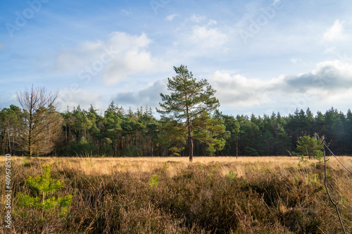 Heath landscape in winter in Netherlands 