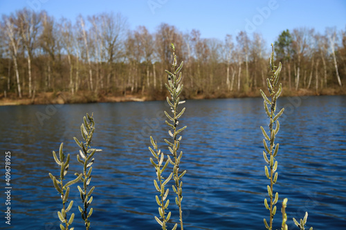 View beyond catkins on idyllic german lake with bare trees in spring on sunny day - Brüggen, Venekotensee, Germany photo