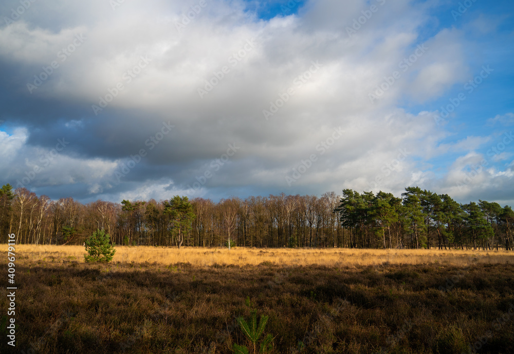 Heath landscape in winter in Netherlands
Heath landscape in winter in Netherlands