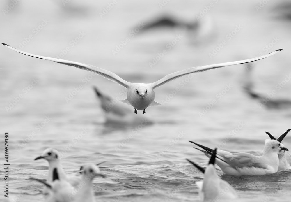 Black-headed gulls in flight at Tubli bay, Bahrain Black-headed gulls in flight at Tubli bay, Bahrain
