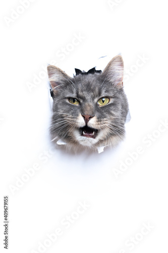 curious gray white maine coon cat sticking head through torn paper with copy space looking at camera meowing