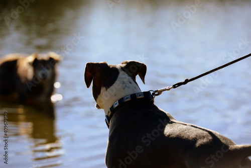 Guter Hund-böser Hund. Listenhunde beim Spaziergang photo