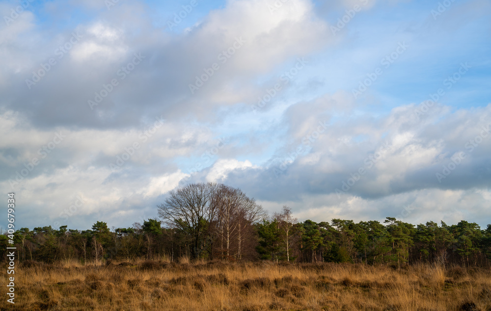 Heath landscape in winter in Netherlands with oak and birch trees
