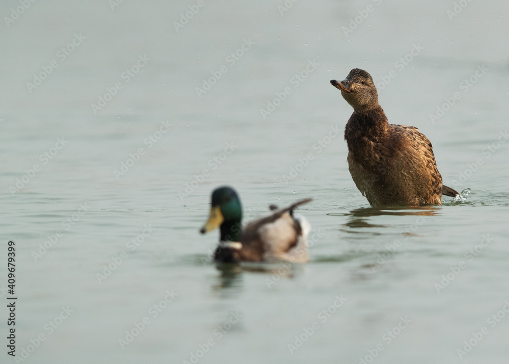 A pair of Mallard ducks swimming at Tubli bay, Bahrain A pair of Mallard ducks swimming at Tubli bay, Bahrain