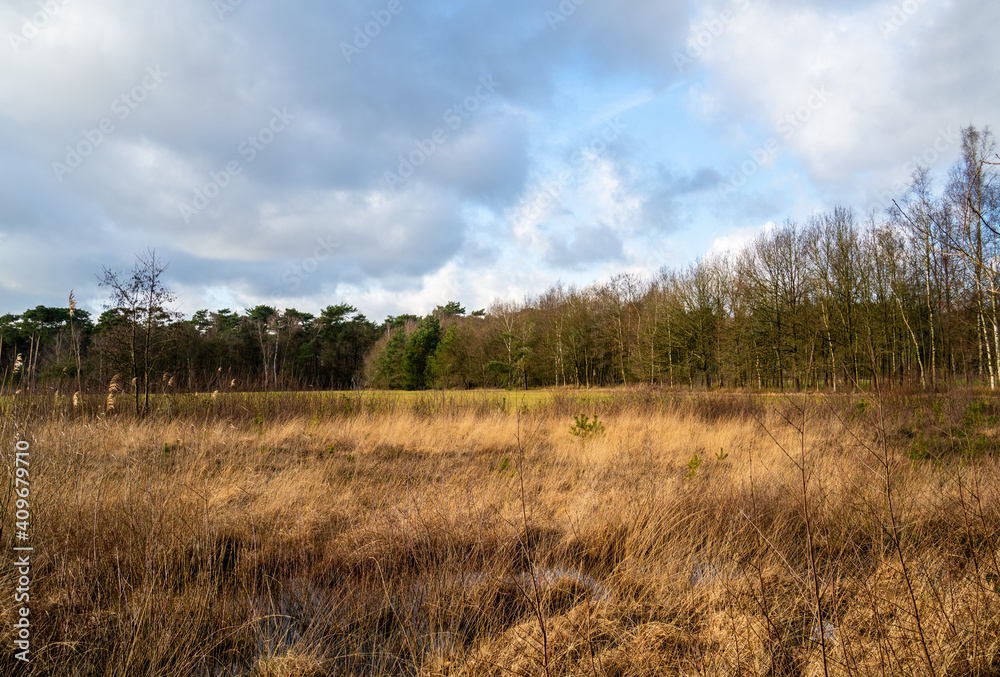 Heath landscape in winter in Netherlands
