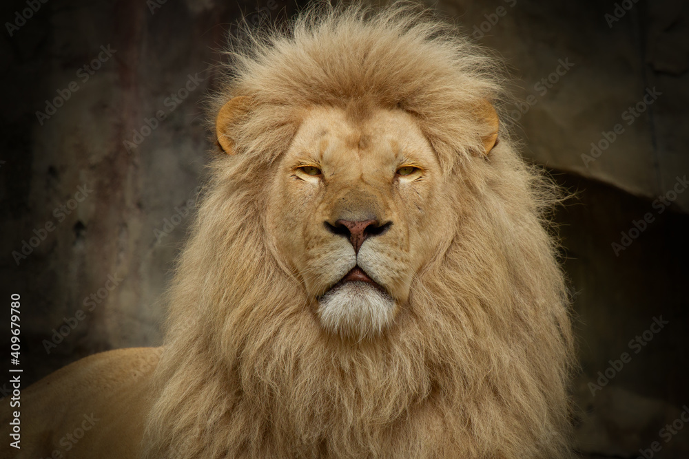 A lion in closeup