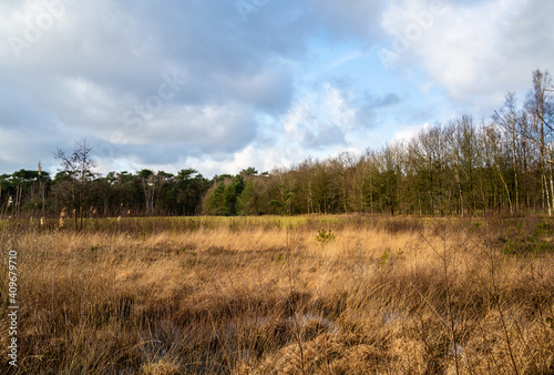 Heath landscape in winter in Netherlands 