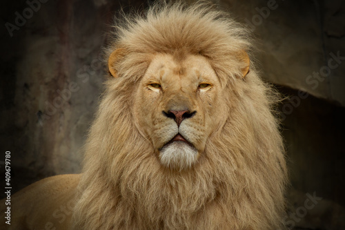 A lion in closeup