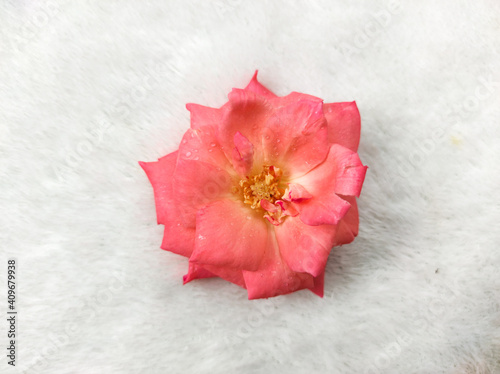 red carnation flower