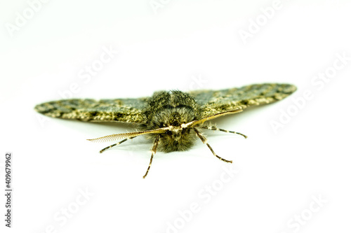 Pale brindled moth Phigalia pilosaria isolated on white background. male animal insect Lepidoptera Geometridae photo