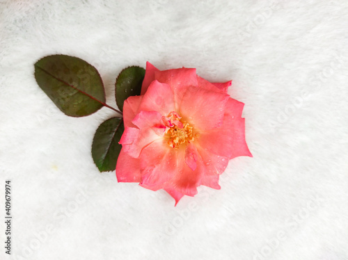 white flower on red background