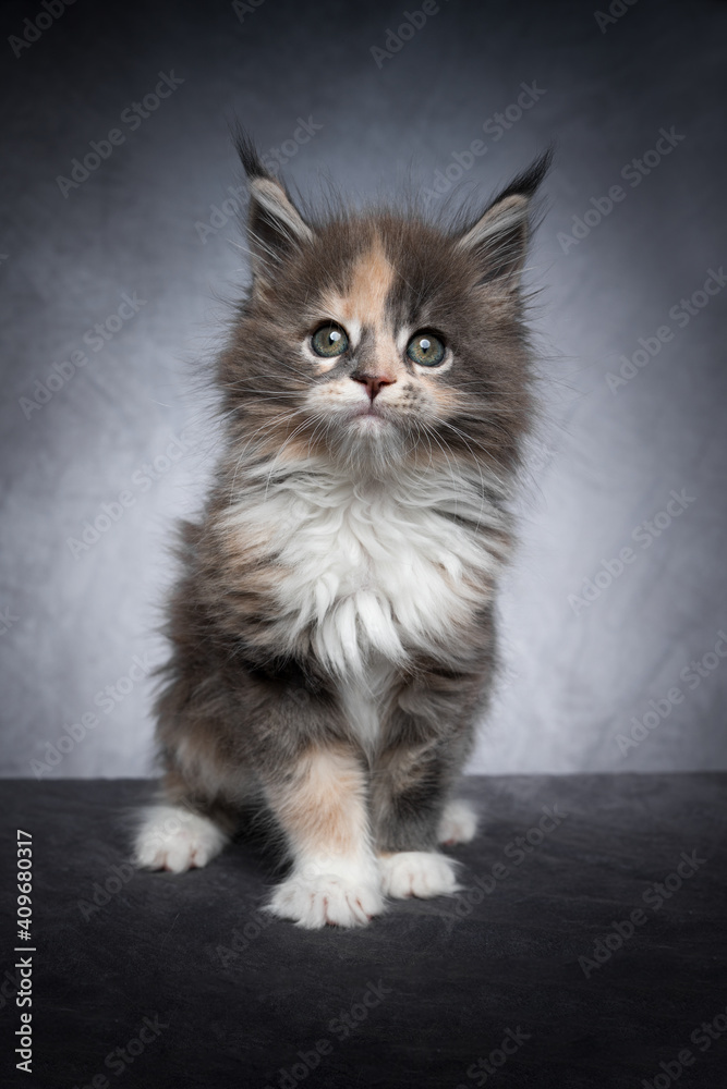 cute calico maine coon kitten standing looking at camera curiously on gray background