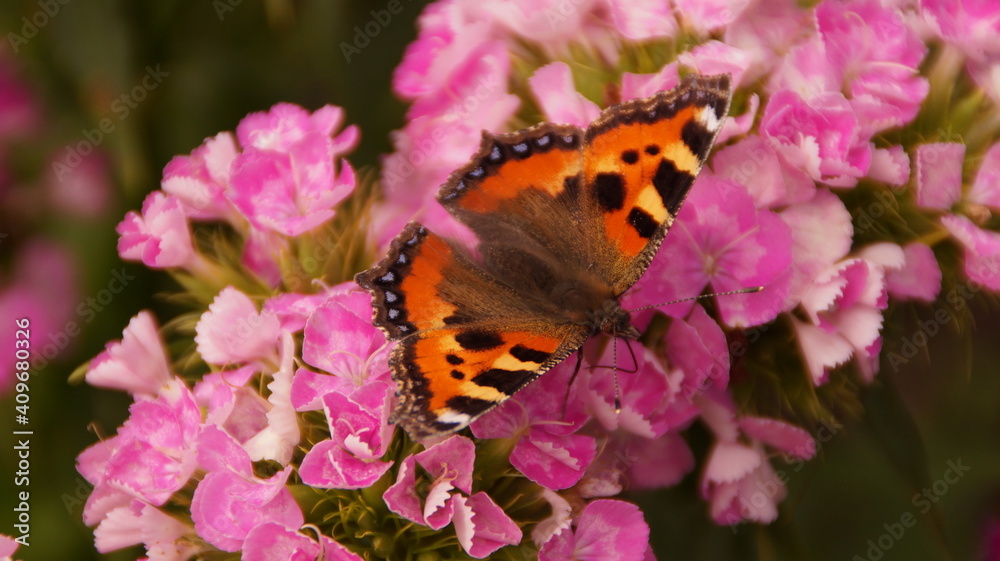 Obraz premium butterfly on flower