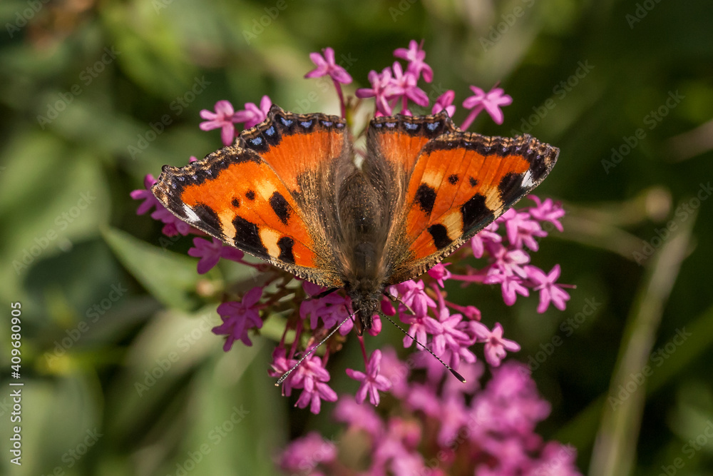Obraz premium Small tortoiseshell (Aglais urticae)