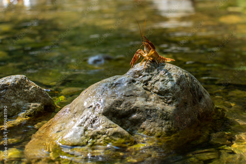 Gambero di fiume