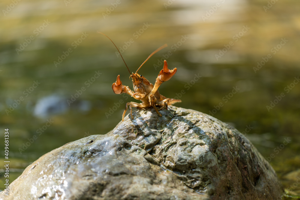 Gambero di fiume