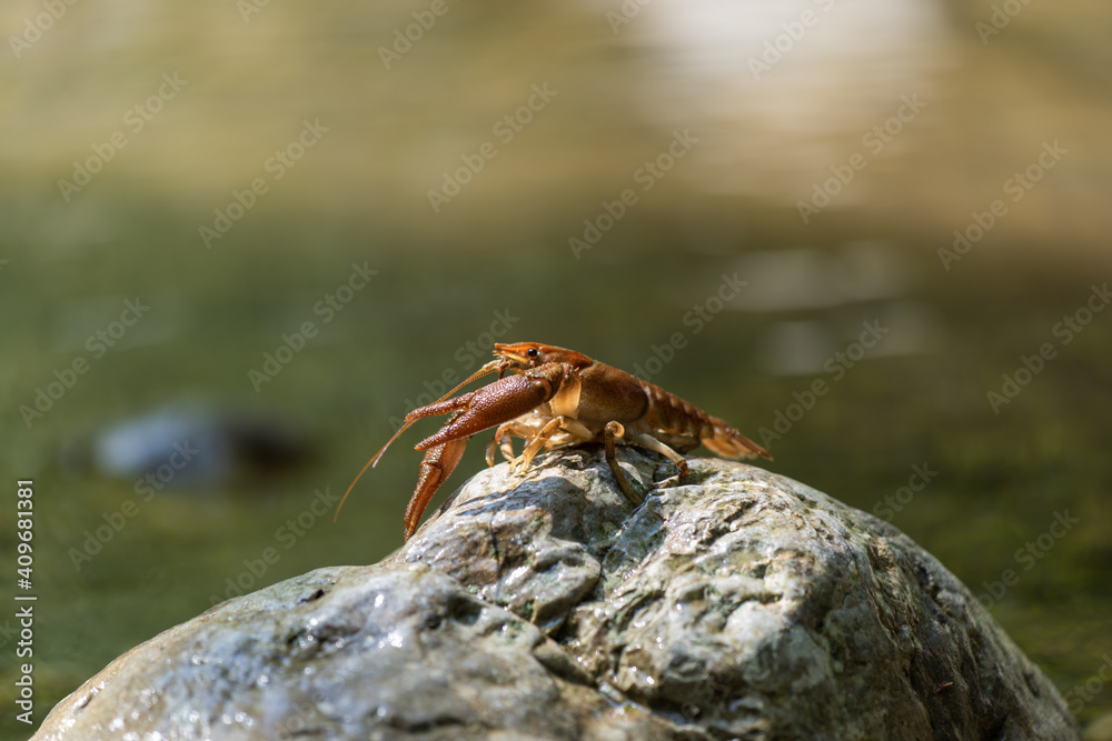 Gambero di fiume