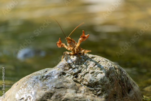 Gambero di fiume