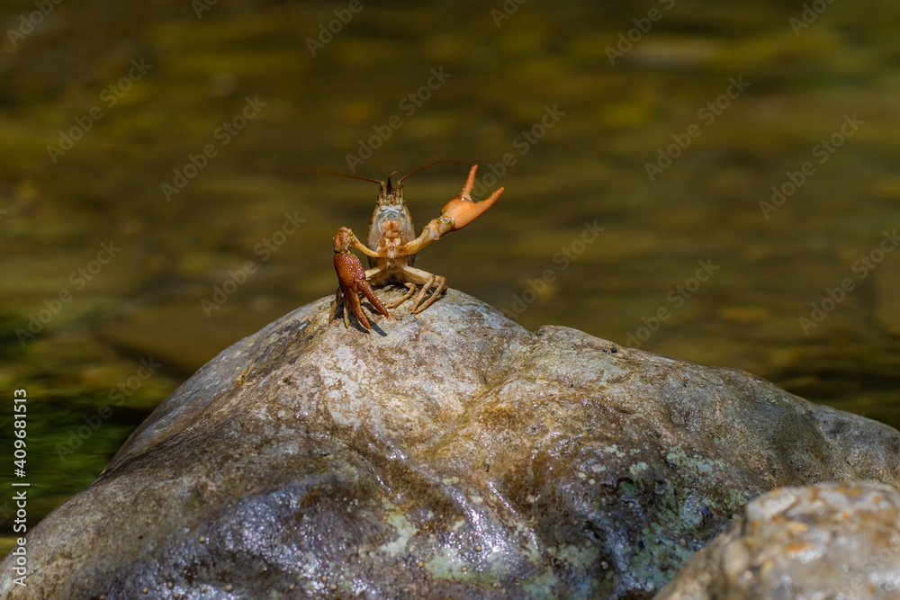 Gambero di fiume