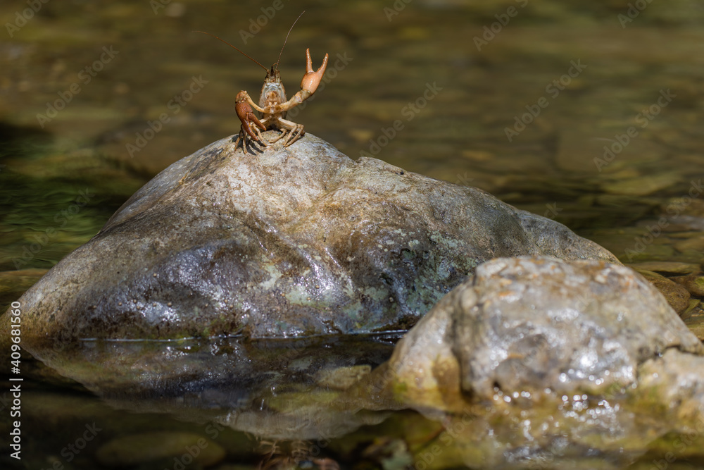 Gambero di fiume