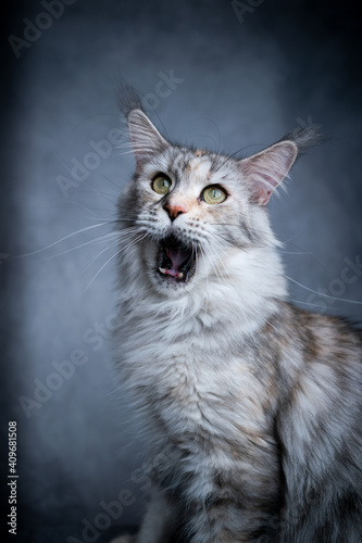 funny maine coon cat with open mouth meowing or screaming with copy space on concrete background