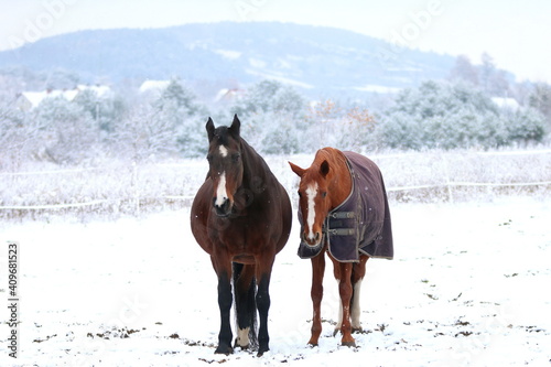 dwa konie jeden w derce na zimowym pastwisku