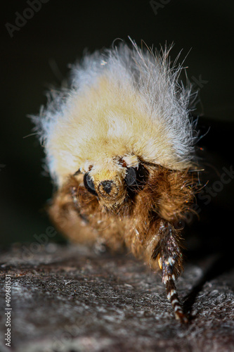  Boisduval's Autumn Moth (Oenosandra boisduvalii) - female photo