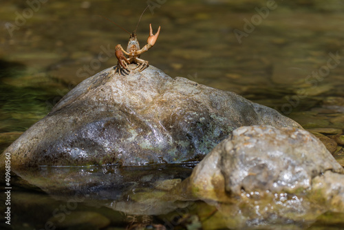 Obraz na płótnie Gambero di fiume w salonie
