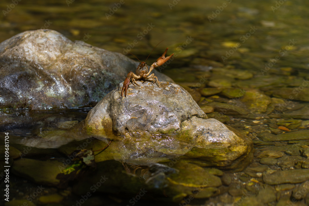 Gambero di fiume