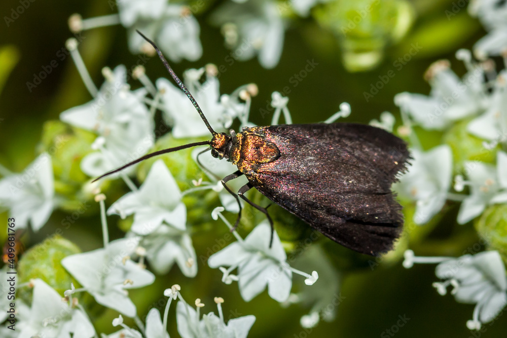 Obraz premium Forester Moth