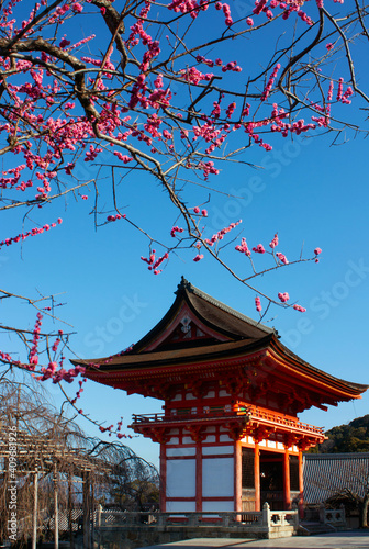 Spring pink blossoms on a cherry tree near the bright red colored Nishimon Temple at Kiyomizudera Temple in Kyoto in Japan