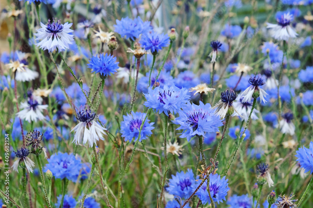 Blue cornflower (bachelor's button) in flower during the summer Blue cornflower (bachelor's button) in flower during the summer