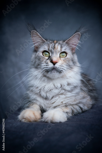 beautiful maine coon cat resting lying on front looking at camera