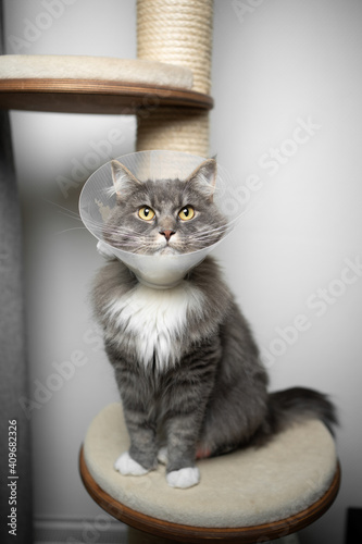 gray longhair cat sitting on scratching post wearing plastic cone around the neck after surgery at the veterinarian