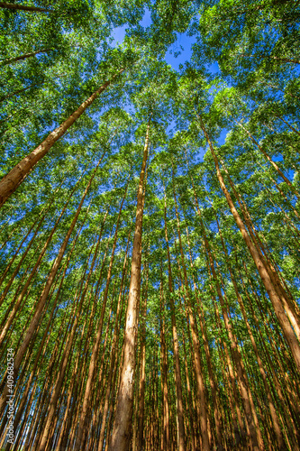 eucalyptus. tree for wood, cellulose and medicinal