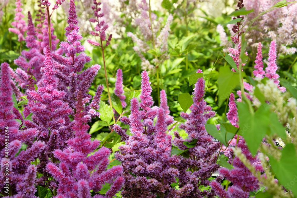 Obraz premium Astilbe pink ' 'obergartner jurgens arendsii' in flower in the summer months